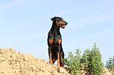 DOBERMANN 618